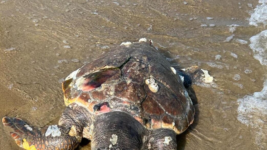 Quattro Tartarughe Caretta Car 1
