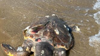 Quattro Tartarughe Caretta Car 1