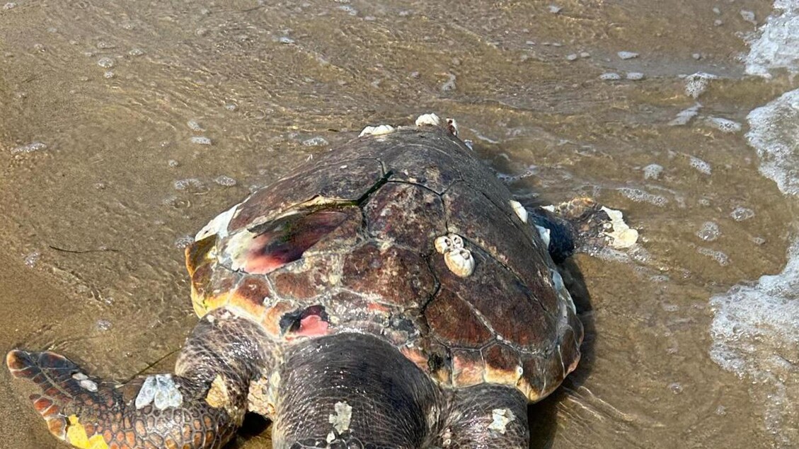 Quattro Tartarughe Caretta Car 1