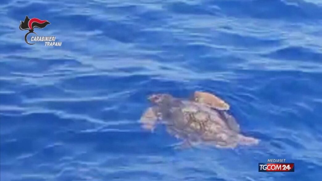 Quattro Tartarughe Caretta Car