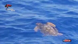 Quattro Tartarughe Caretta Car