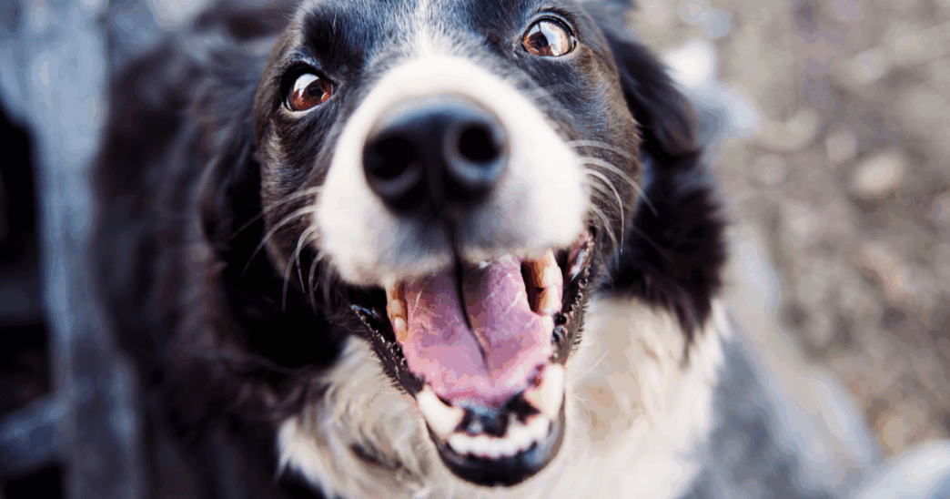 Ragazza Morsa Da Cane A Settim
