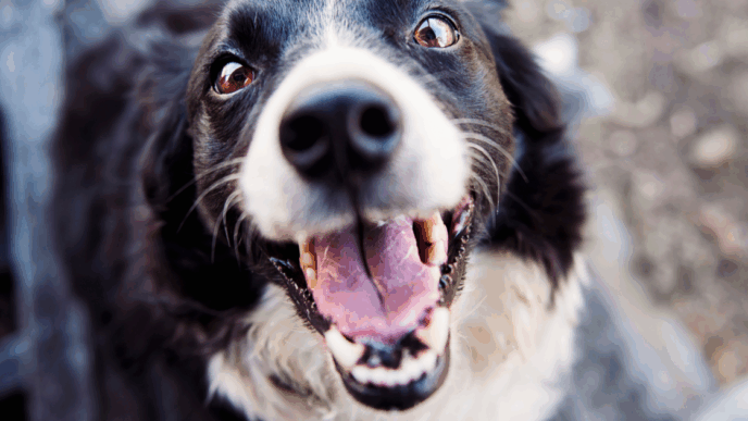 Ragazza Morsa Da Cane A Settim