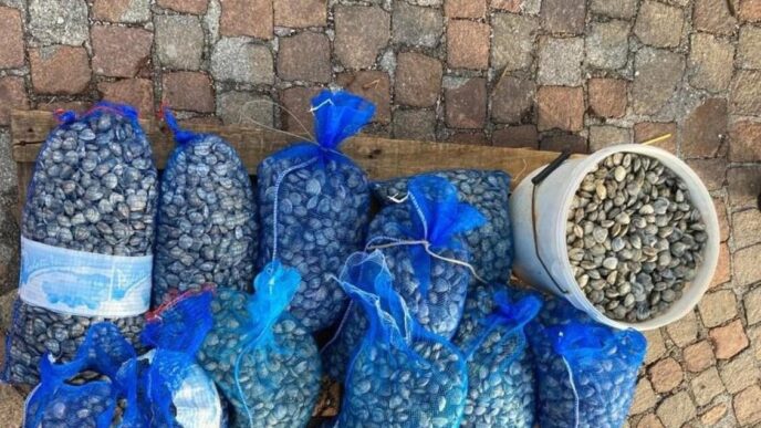 Richiamo Lotti Di Vongole Vera