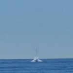 Rimozione E Brillamento Di Un Residuato Bellico A Sestri Levante Nella Baia Di Portobello