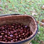 Rinnovate Le Cariche Dell’Associazione Per La Valorizzazione Della Castagna Del Monte Amiata Igp Con Riconferma Di Ulivieri