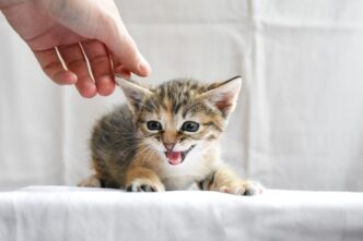 Ritrovata La Testa Di Un Gatti