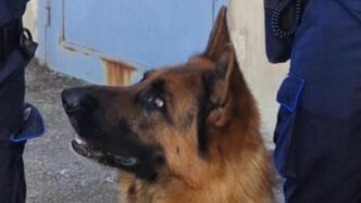 Scoperti Oltre 50 Grammi Di Ha
