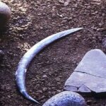 Scoperto Il Boomerang Più Antico D’europa: Risale A Oltre 42.000 Anni Fa Ed È Stato Ritrovato In Polonia
