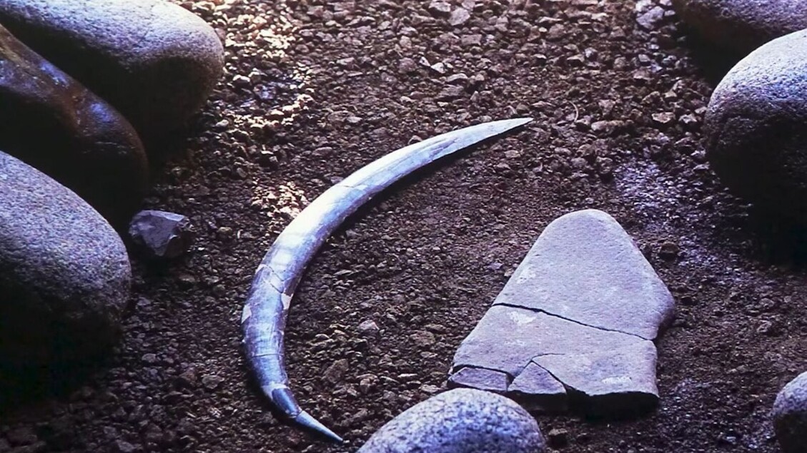 Scoperto Il Boomerang Pic3B9 Anti