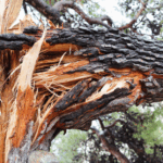 Paura A Ostia: Crolla Un Albero Secco, Tre Auto Distrutte In Strada