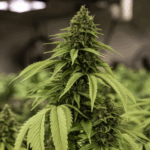 Fondi, Giardino Trasformato In Piantagione Di Cannabis: Arrestato Un Uomo Di 36 Anni