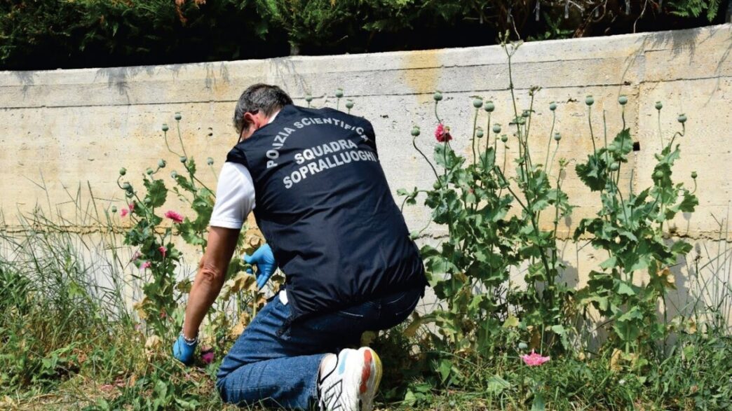 Sequestrate 37 Piante Di Papav