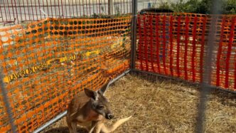 Sequestro A Osimio Di Un Cangu