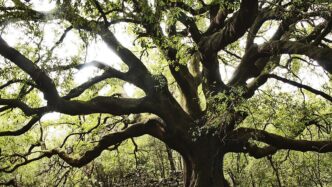 Sono 95 I Nuovi Alberi Monumen
