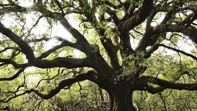 Sono 95 I Nuovi Alberi Monumen
