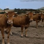 Stop Alla Movimentazione Dei Bovini In Sardegna Potrebbe Estendersi Fino A 60 Giorni Per Emergenza Dermatite Nodulare