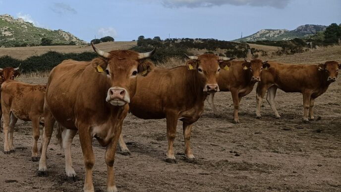 Stop Alla Movimentazione Dei B