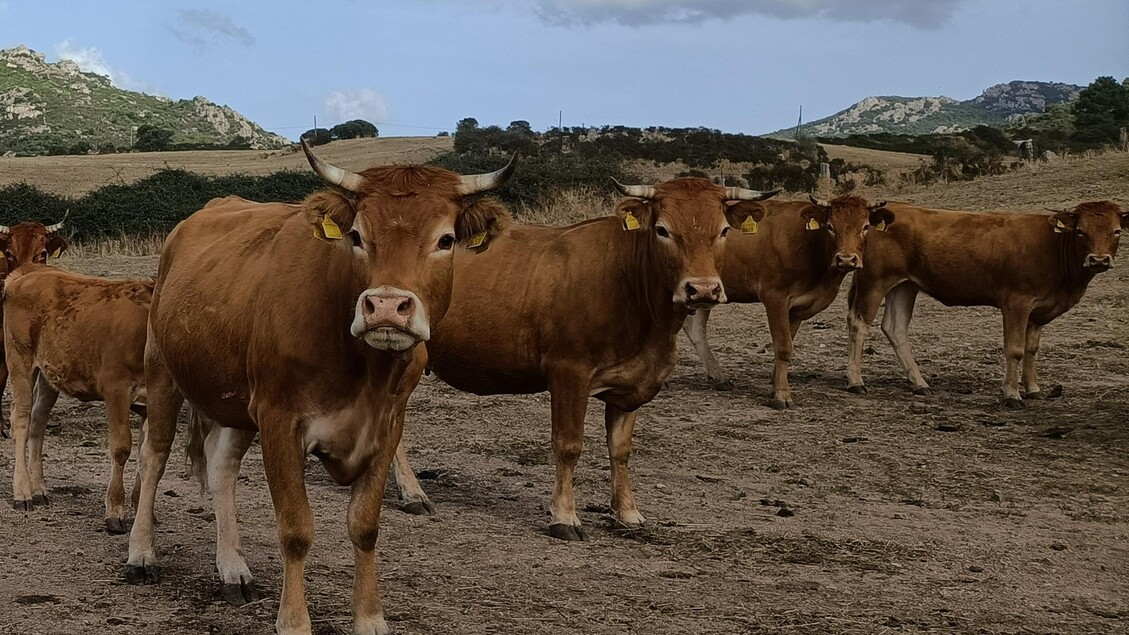 Stop Alla Movimentazione Dei B