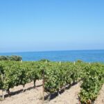 Stop Di Un Anno Alle Nuove Autorizzazioni Per L’allargamento Dei Vigneti In Italia: Decisione Dell’unione Italiana Vini