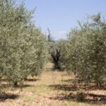 Tecnologia Spaziale E Droni Per Combattere La Xylella Fastidiosa Nei Campi Pugliesi: Il Progetto Fixyll