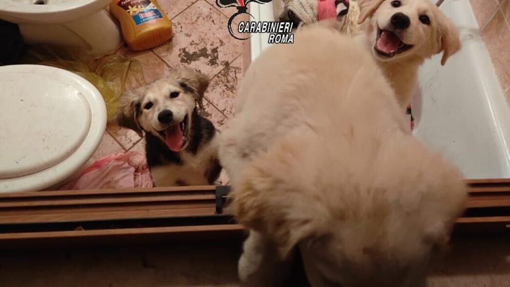 Tre Cuccioli Abbandonati In Ca