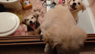 Tre Cuccioli Abbandonati In Ca