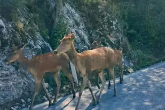 Turista Romana Aggredita Da Ce