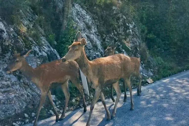 Turista Romana Aggredita Da Ce