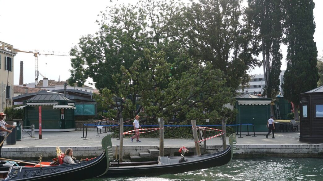 Un Albero Cade A Venezia Nel G