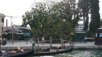 Un Albero Cade A Venezia Nel G