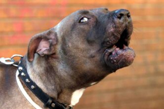 Un Pitbull Azzanna E Uccide Un