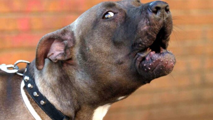 Un Pitbull Azzanna E Uccide Un