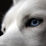 Un Uomo Di Morbegno Minaccia Di Mangiare Husky Smarrito A Castiglione Delle Stiviere Chiedendo 100Mila Euro