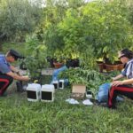 Uomo Arrestato A Fondi Con 75 Piante Di Marijuana Nel Giardino Di Casa A Pochi Passi Dal Centro