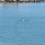 Uomo Di 50 Anni Muore Per Arresto Cardiaco Davanti Alle Scogliere Di Porto San Giorgio Durante Un Bagno