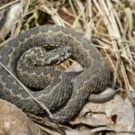 Uomo Di Gioia Dei Marsi Salvato Dopo Morso Di Vipera Durante Una Passeggiata Sui Monti Di Casali Di Aschi