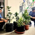 Uomo Di Terracina Denunciato Per Coltivazione Di Cannabis In Giardino Condominiale