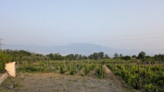 Vigne E Frantoi In Campania Ac
