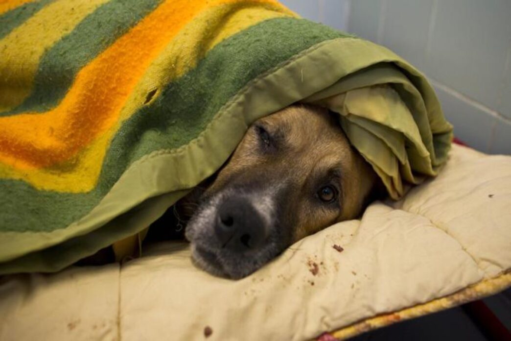 A Locride Indagini Su Cani Ran