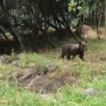 Il Nome Nina Scelto Dagli Studenti Per L’orsa Trasferita In Una Nuova Area Naturale Protetta