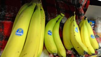 La Filiale Di Chiquita A Panam