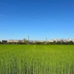 Lino In Toscana Torna A Crescere La Coltivazione Per La Fibra Tessile Naturale E Sostenibile
