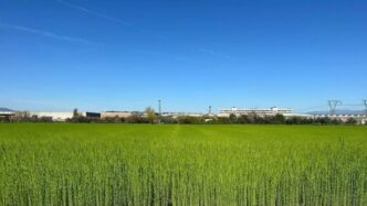 Lino In Toscana Torna A Cresce