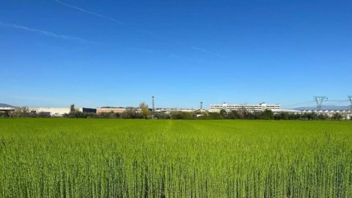 Lino In Toscana Torna A Cresce