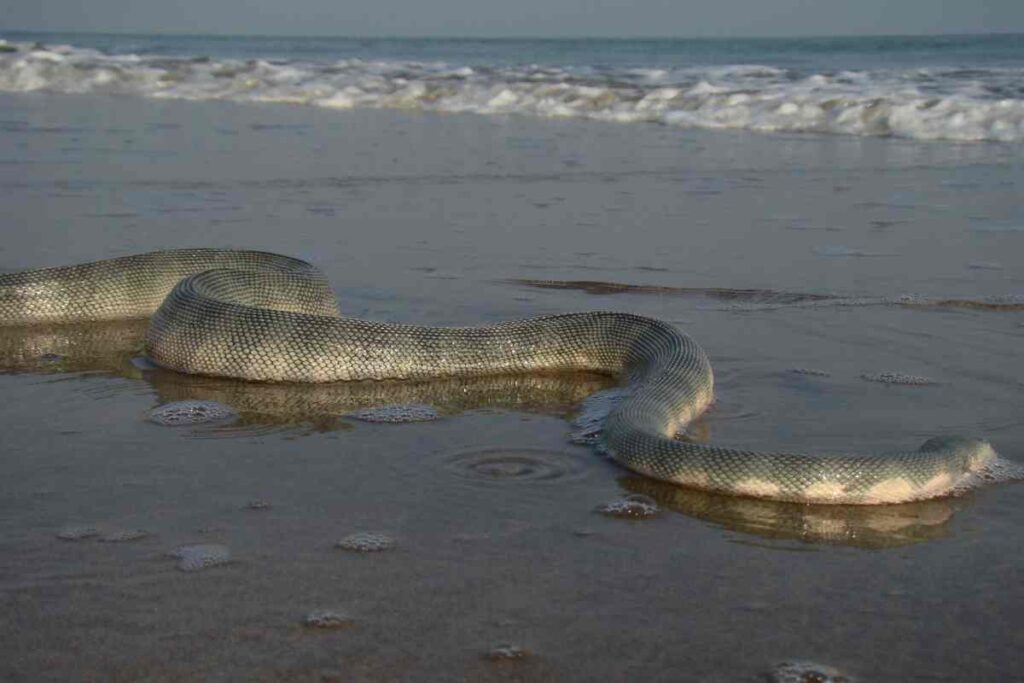 Panico in spiaggia, l’invasione di serpenti arriva anche in Italia