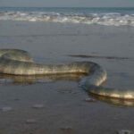 Panico In Spiaggia, L’invasione Di Serpenti Arriva Anche In Italia: Cosa Fare Quando Ne Vedi Uno
