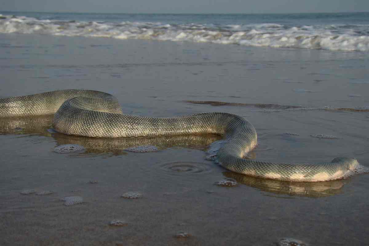 Panico In Spiaggia, L’invasione Di Serpenti Arriva Anche In Italia