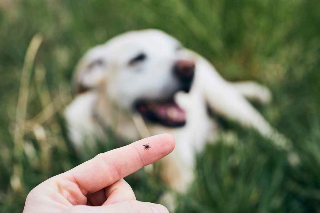 Zecche, se hai un animale in casa non mettere mai questa pianta