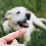 Zecche, Se Hai Un Animale In Casa Non Mettere Mai Questa Pianta: Per Loro È Come Una Calamita